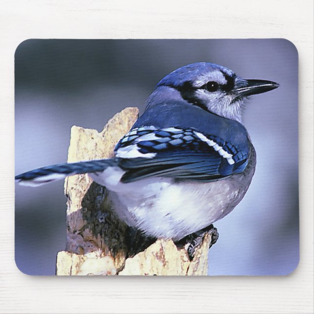 Mousepad Blue Jay Bird (Frente)