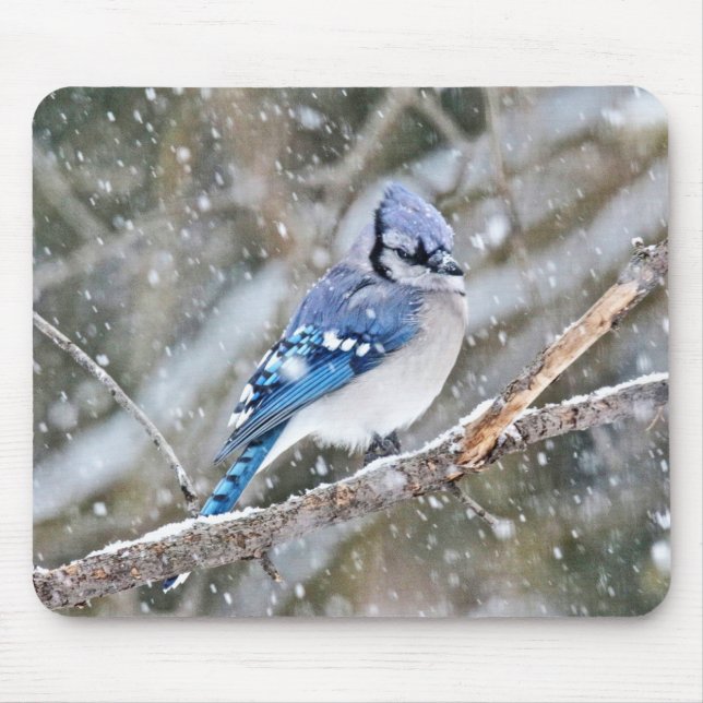 Mousepad Blue Jay em uma tempestade de neve (Frente)