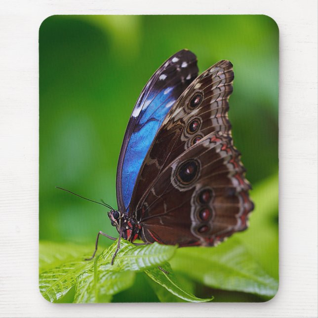 Mousepad Blue Morpho (Frente)