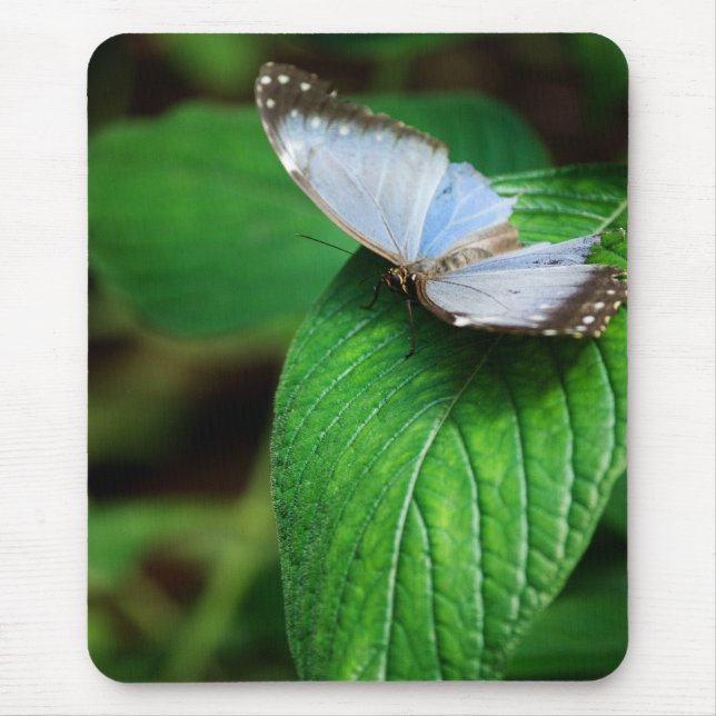 Mousepad Blue Morpho 112 (Frente)