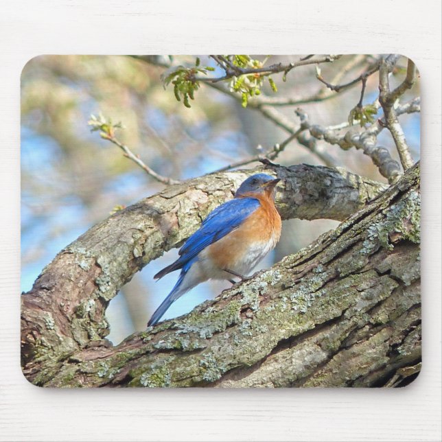Mousepad Bluebird (Frente)