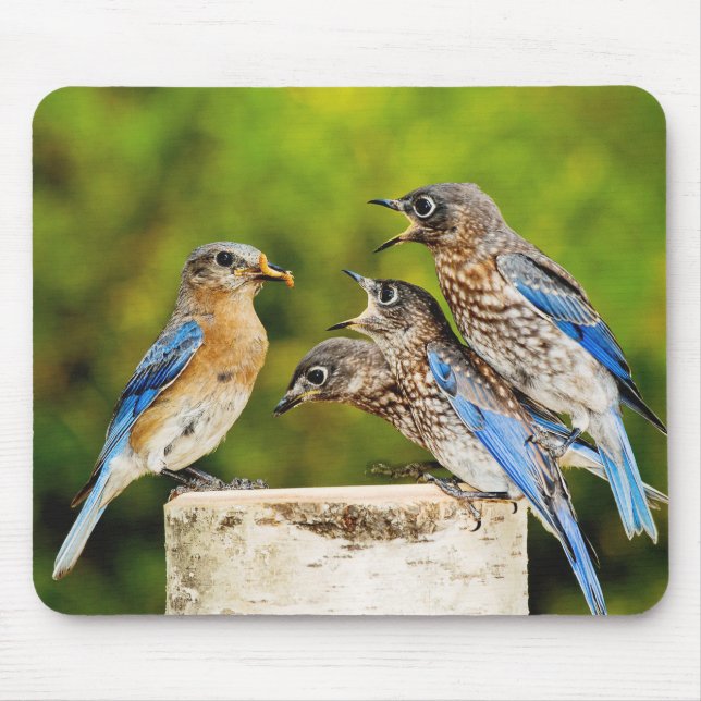 Mousepad Bluebird oriental (Frente)