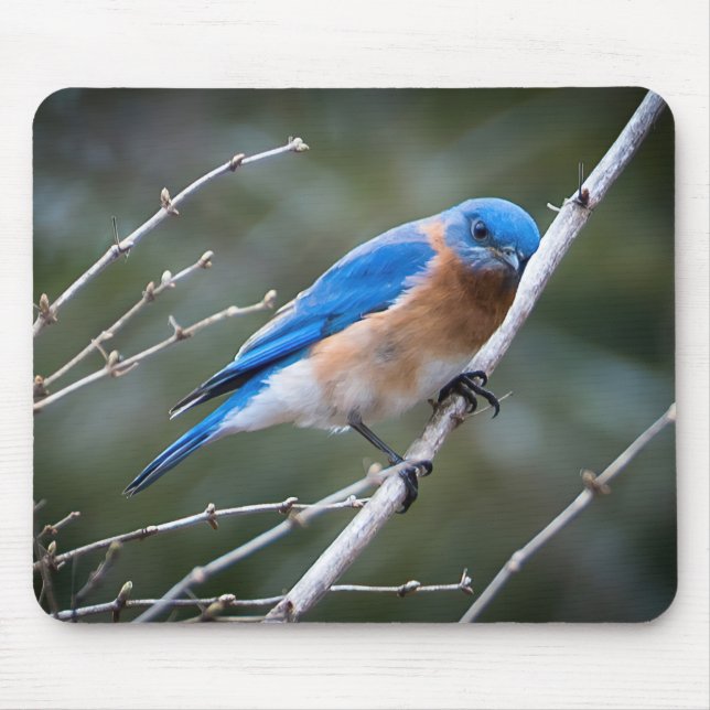 Mousepad Bluebird oriental (Frente)