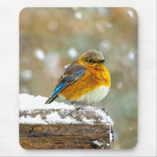 Mousepad Bluebird oriental na neve - Foto original