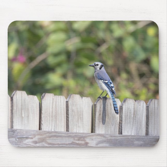 Mousepad Bluejay na cerca (Frente)