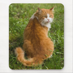 Mousepad Bobo Fluffy Orange Long Hired Tabby Cat