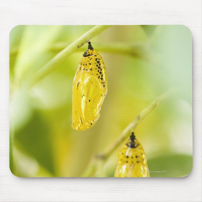 Mousepad Boca-papa-papa-borboleta, Okinawa (Frente)