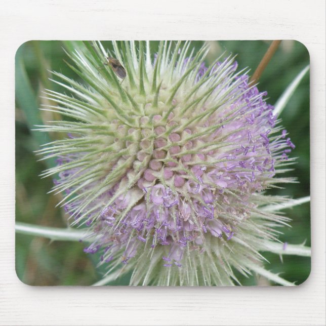 Mousepad Bocal de Grama Selvagem de Flor (Frente)