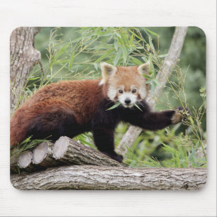 Mousepad Bocal.Panda vermelho fotográfico. Panda roux. ani