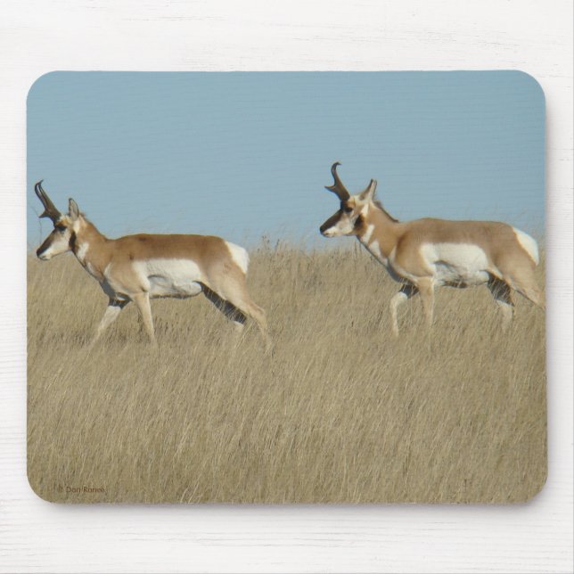 Mousepad Bode Antílope Pronghorn Machos (Frente)