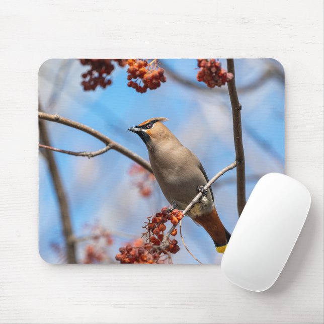 Mousepad Boêmia Waxwing, Fotografia Aviária da Vida Selvage (Com mouse)