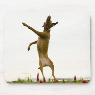 Mousepad Bola de tênis de travamento do cão no meio do ar