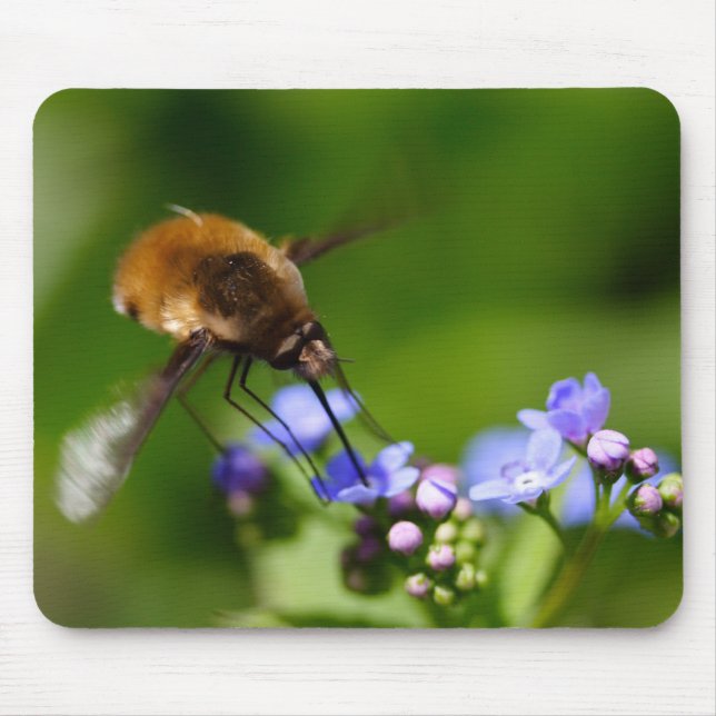 Mousepad Bombylius major (Frente)