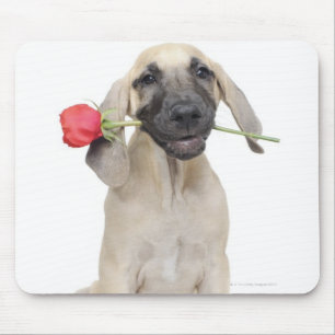 Mousepad bonito, admiração, romance, amor,