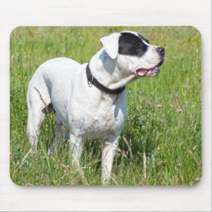 Mousepad Bonito Dogo Argentino