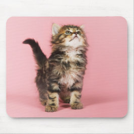 Mousepad Bonito no gatinho cor-de-rosa