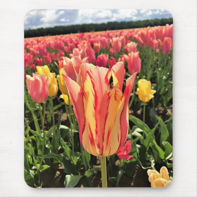 Mousepad Bonito Primavera Tulip, Oregon (Frente)