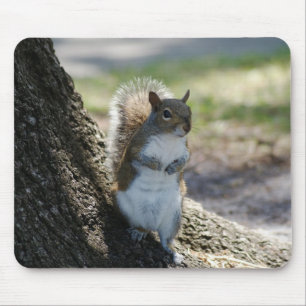 Mousepad bonito, tímido do esquilo