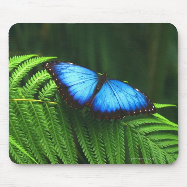 Mousepad borboleta (Frente)