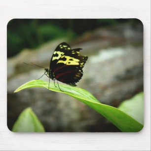Mousepad Borboleta