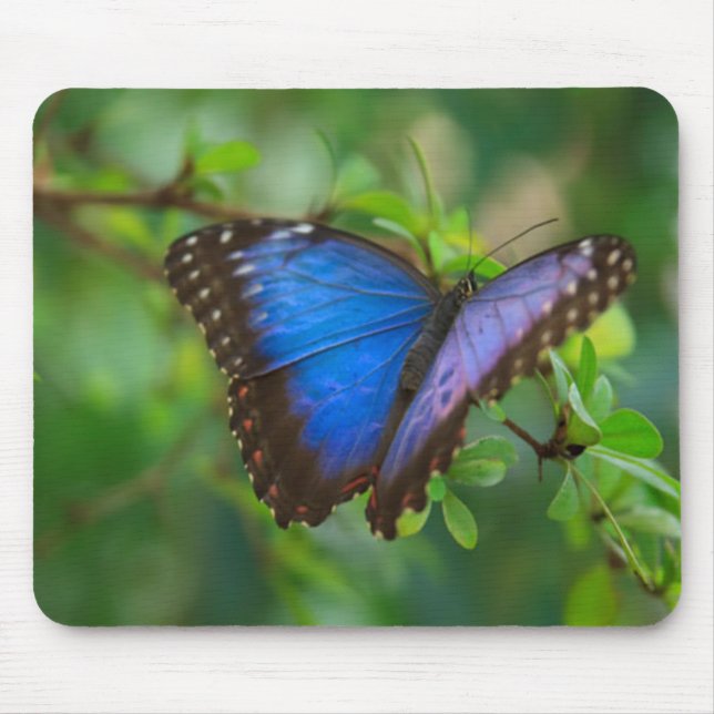 Mousepad Borboleta Azul (Frente)