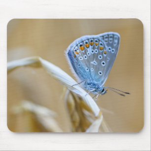 Mousepad borboleta, azul comum, inseto