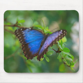 Mousepad Borboleta azul de Morpho