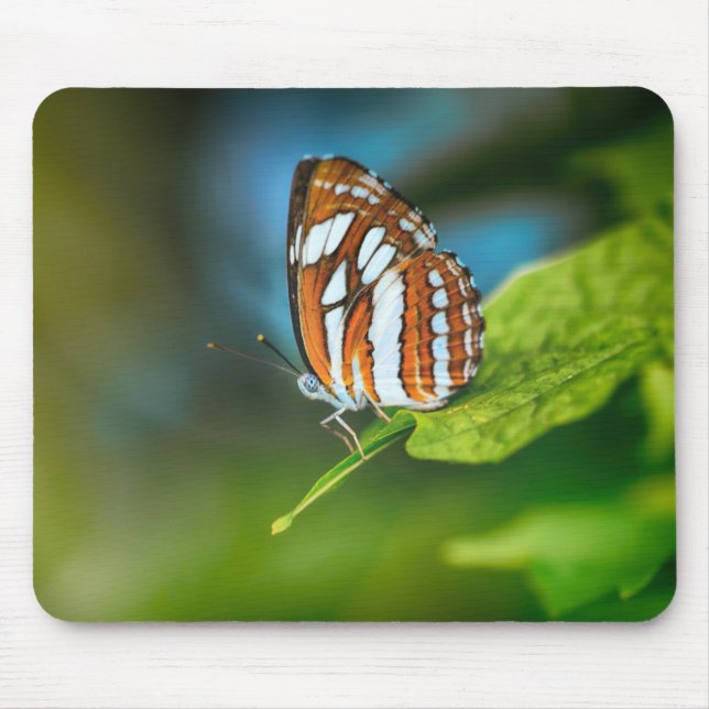 Mousepad Borboleta branca e laranja riscada (Frente)