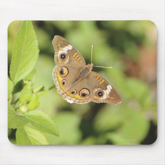 Mousepad Borboleta de buque comum, Junonia coenia. (Frente)