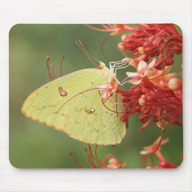 Mousepad Borboleta de enxofre Cloudless (Frente)