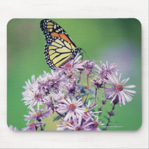 Mousepad Borboleta de monarca