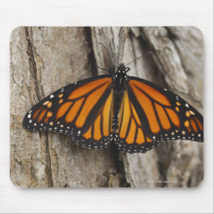 Mousepad Borboleta de monarca