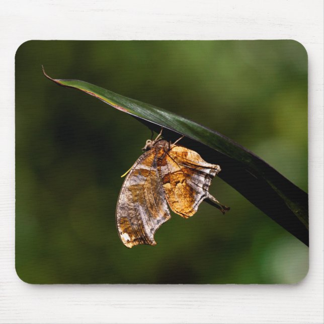 Mousepad Borboleta de ponto de interrogação (Frente)