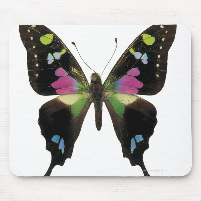 Mousepad Borboleta-de-vidro (Frente)