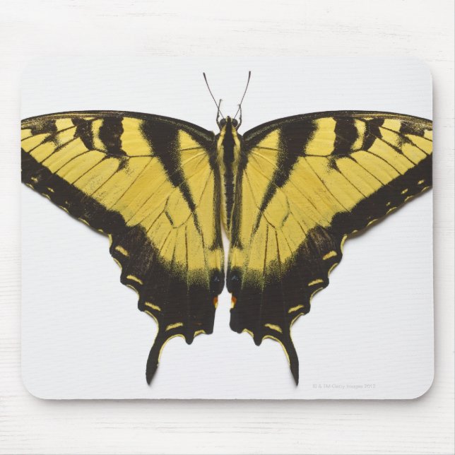 Mousepad Borboleta do Swallowtail de Tigre Ocidental (Frente)