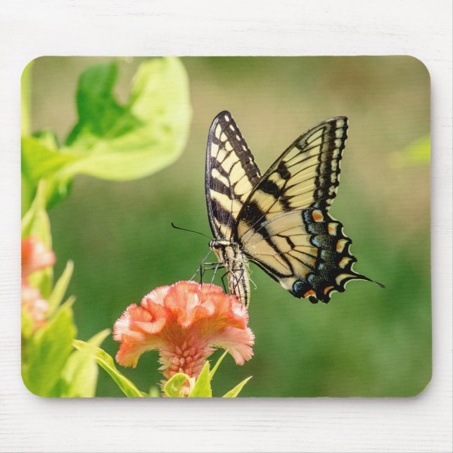 Mousepad Borboleta do Swallowtail do Tigre Oriental (Frente)