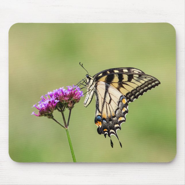 Mousepad Borboleta do Swallowtail do Tigre Oriental (Frente)