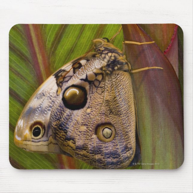 Mousepad Borboleta grande (Opsiphanes tamarindi) (Frente)