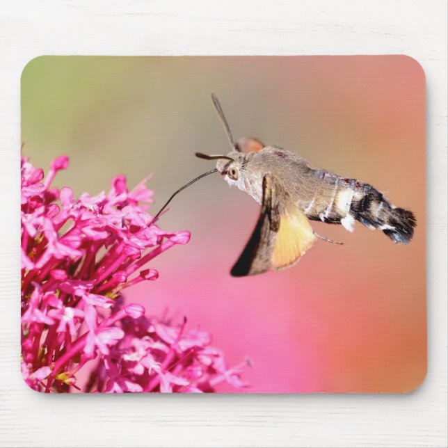 Mousepad Borboleta Hawk-moth Hummingbird em voo Metal (Frente)