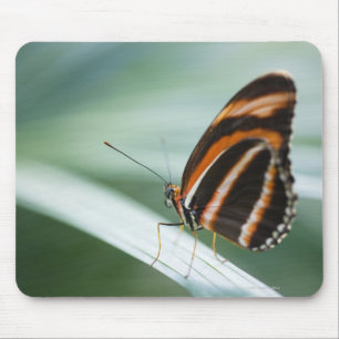 Mousepad Borboleta longa da asa da zebra