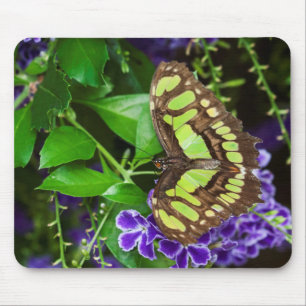 Mousepad Borboleta malaquita em flor roxa