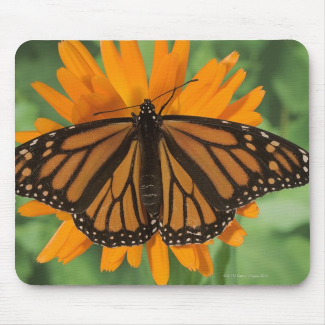 Mousepad Borboleta monarca (Danaus plexippus) no pote (Frente)