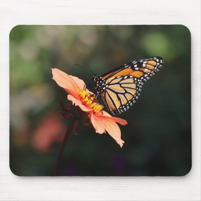 Mousepad Borboleta Monarca em Dahlia (Frente)