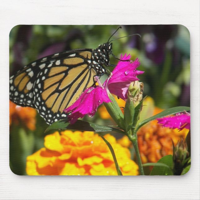 Mousepad Borboleta monarca em pata-rosa-marigold (Frente)