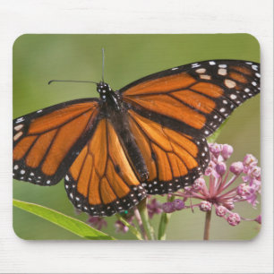 Mousepad Borboleta-monarca macho em Asclepia-incarnata