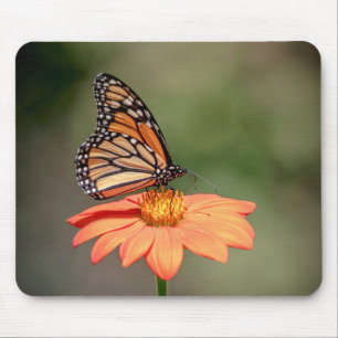 Mousepad Borboleta Monarca numa flor de laranja