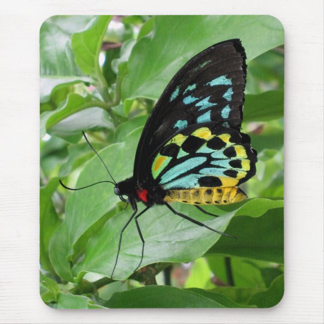 Mousepad Borboleta Mousepad! (Frente)
