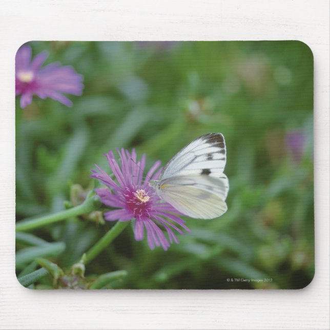 Mousepad Borboleta na flor (Frente)