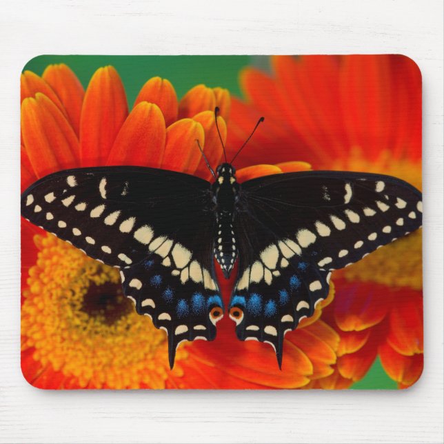 Mousepad Borboleta Negra de Swallowtail na Gerberia Daisy (Frente)