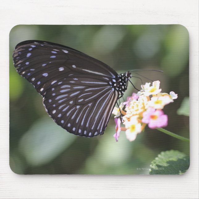Mousepad Borboleta negra e azul sobre flores (Frente)